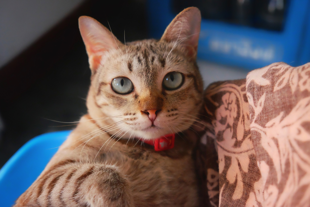 A,Cute,Tabby,Cat,Face,In,Front