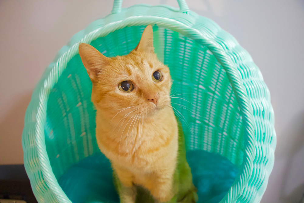 Sweet,Lady,Enjoying,Her,New,Bed