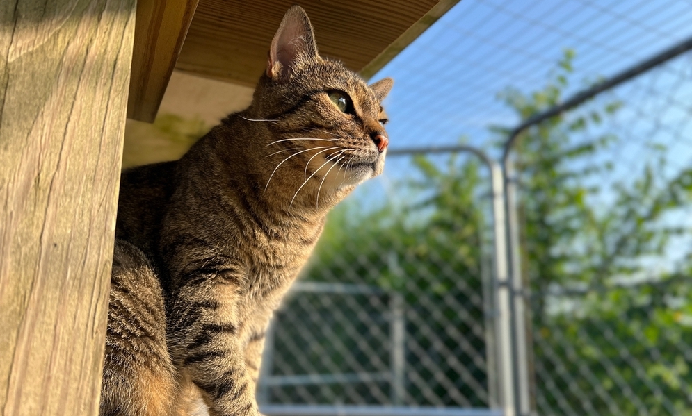National Adopt a Cat Month: The Joys of Cat Ownership & How to Get Started