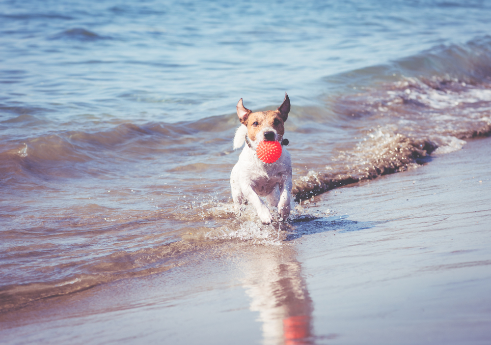 Happy,Dog,Playing,With,Toy,Ball,At,Beach,Runs,From