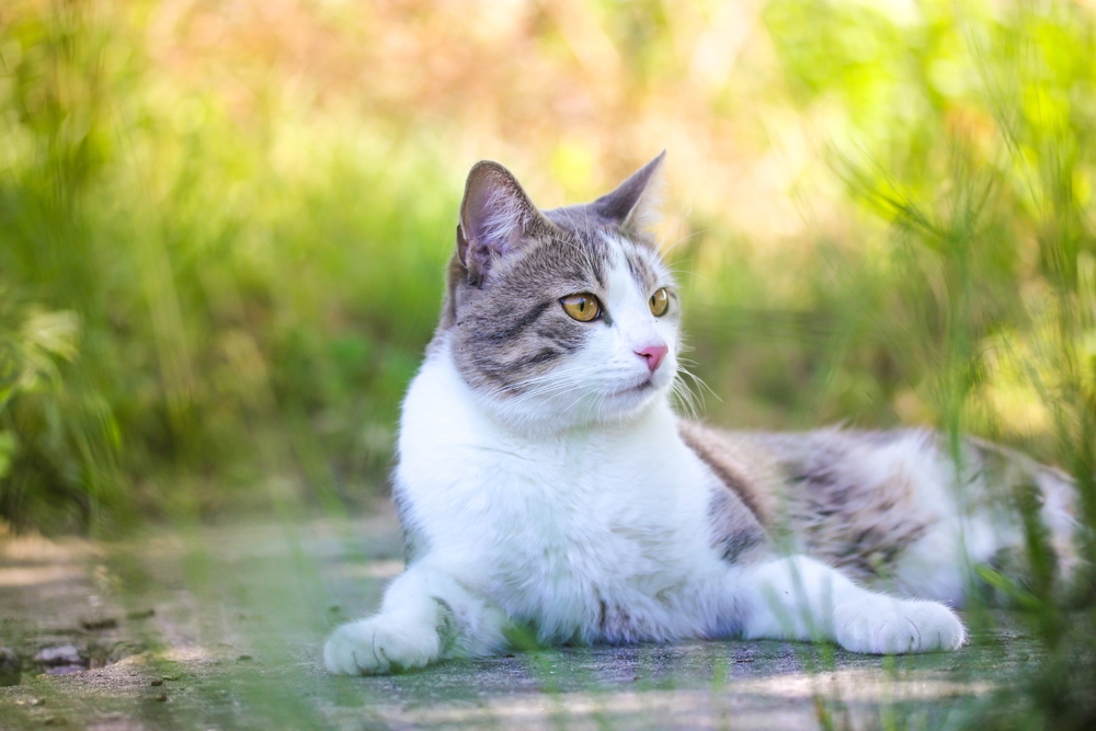 Tabby,Bicolor,White,And,Gray,Cat,Relaxing,Outdoors,Against,Green