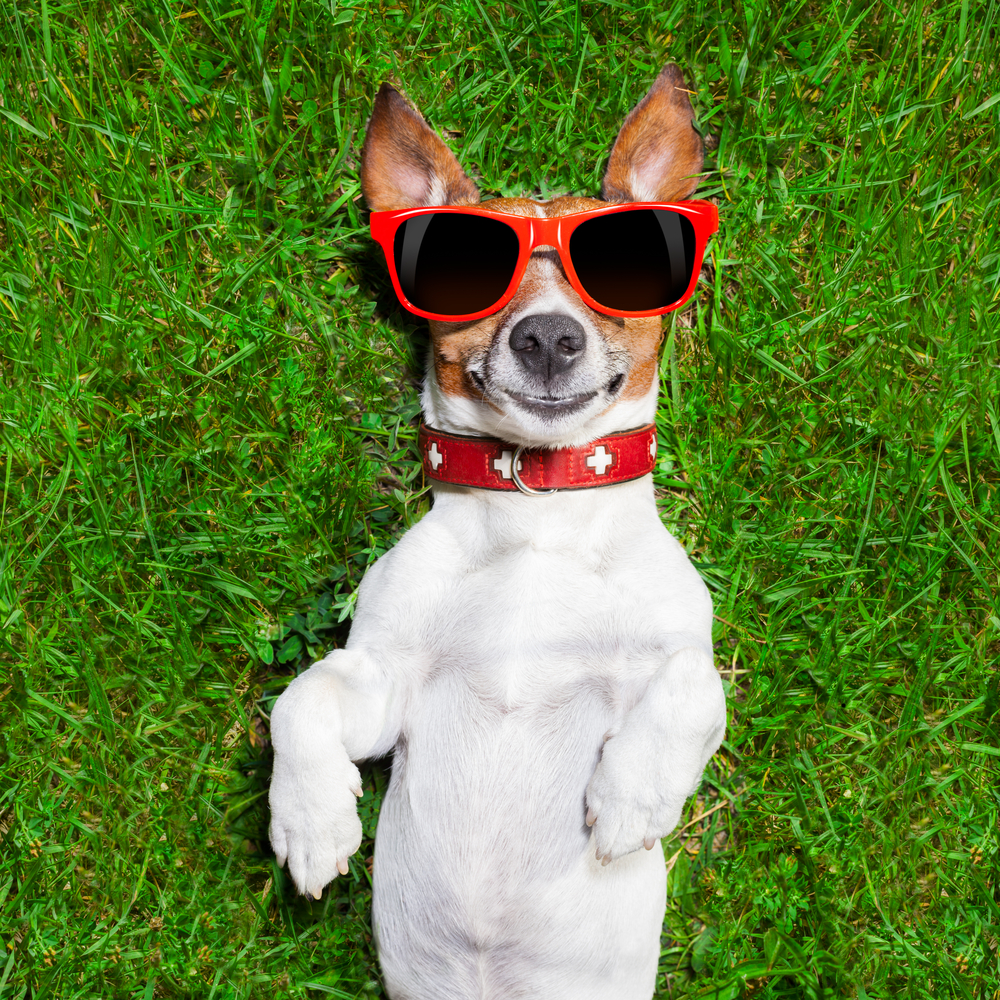 Super,Funny,Face,Dog,Lying,On,Back,On,Green,Grass