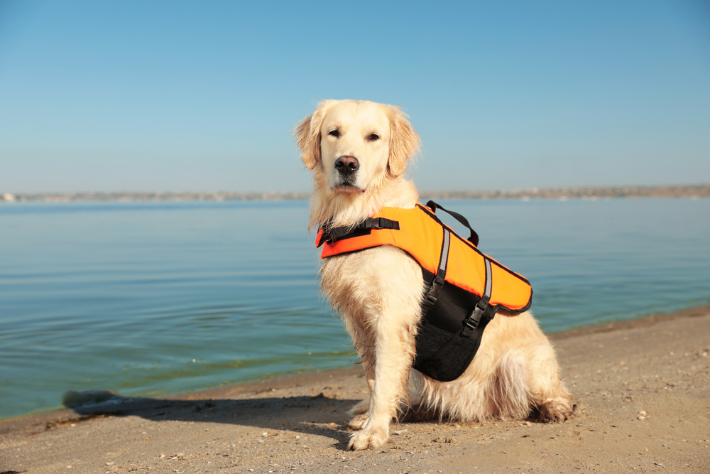 Dog,Rescuer,In,Life,Vest,On,Beach,Near,River