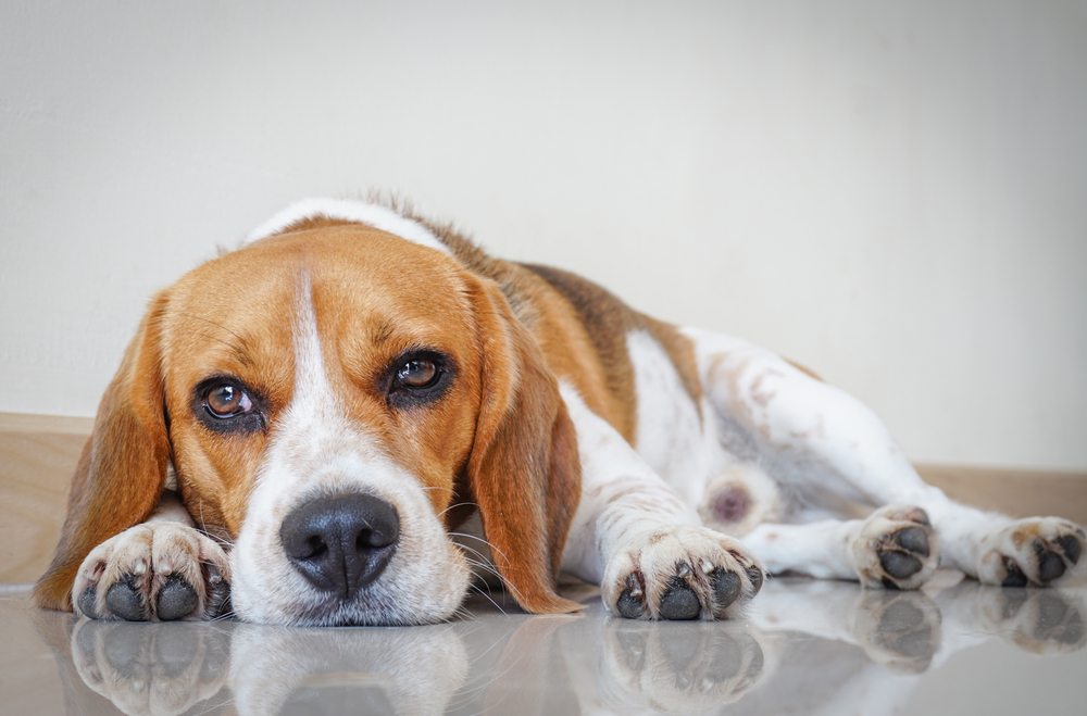 Portrait,Cute,Beagle,Puppy,Dog